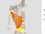 Anatomy of the Back - Latissimus Dorsi and Triceps