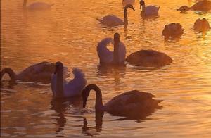 Its appearance shocked half the photography circle, like a fairytale sighting, capturing it is a blockbuster.