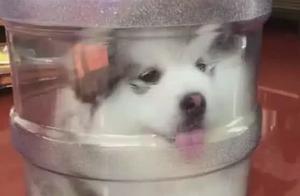 Woman Finds Dog Hidden in Water Barrel, Initially Suspected Abuse