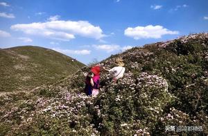 Stunning Spring, Flowers Bloom Across the Sky, Mengmu's Most Beautiful Scenery Continues to Shine!