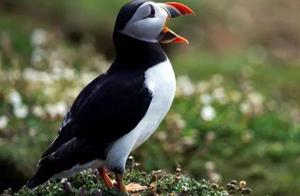 Good Knowledge Bird Sea Parrot (or Seabird)