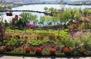 Zhaozhou, Shandong: Aerial Footage of Purple Lake Park - Spring Flowers in Full Bloom