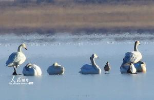 Inner Mongolia: Welcoming the First Batch of Migratory Birds This Year