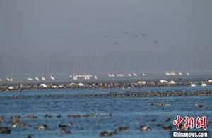 Migratory Cranes Arrive in 'White Crane Hometown' of Shenyang Fagu, Presenting a Scene of Thousands of Birds Gathering