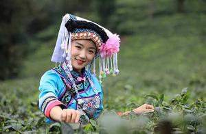 Green shoots grasped with ten fingers, waiting for you in Pu'an to harvest tea.