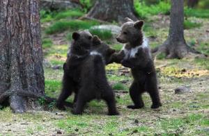 Lens Captures a Dreamy Scene in Finnish Forests: Adorable Cub Bears Dancing