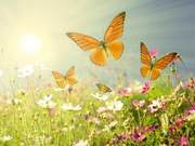What is the Ultimate Purpose of Human Life?