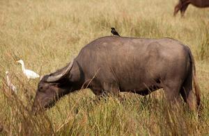 When Buffalo Drink Water, Lions Prepare to Hunt; A Buffalo Sacrifices Its Life to Divert the Enemy