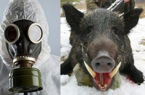 Why Did Other Animals Die After the Toxic Gas Attack, While Pigs Lived Well?