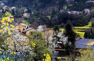 Oilseed Rape Blossoms Open, Chongqing Rural Countryside Scenery Like a Painting