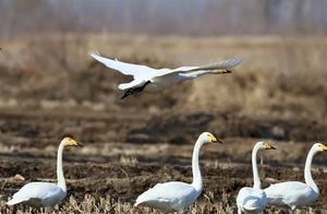 Swans Arrive in Large Numbers!