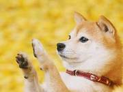 Choosing Shiba Inu Puppies is Recommended: Their Naturally Smiling Expressions are Highly Loved, Come and Get One!