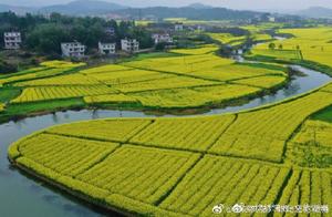 700,000 Mu of Rapeseed Flowers in Hengyang County Transform the Land into a Magnificent Golden Sea