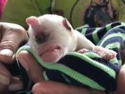Thai Puppy with Genetic Mutation Has Only One Eye, Resembling Minion