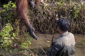 Indonesian Workers Enter Mud to Protect Wild Gorillas, Gorilla Reaches Out to Save Him