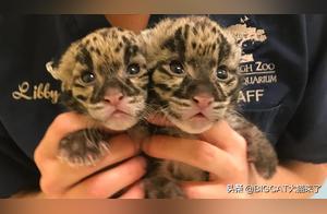 Leopard Cubs Abandoned by Mother, Veterinary Checkup Livestreamed