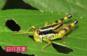 Everyone Jokes About the Billions of Locusts in Africa, Saying They'll Eat Everything - It's Not That Simple