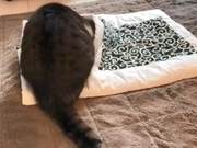 The Master Finally Appreciates: Cat Finally Accepts the 'Cat-Specific Bed'