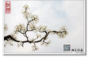 A Comprehensive Tourism Guide to Guangping – Another Year of Pear Blossoms, Yellow Garments Waiting for You