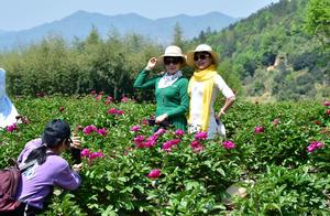 Yiwu's 'Baicao Garden' Studies Traditional Chinese Medicine: A Sea of Peonies Welcomes Visitors