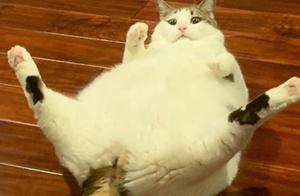 Cat Unable to Groom Due to Obesity: Owner Uses a Clever Trick - 'My Pants Are a Little Cool'
