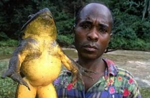 This frog is heavier than a teddy bear, with succulent and fresh meat, and is now on the verge of extinction, a pity.