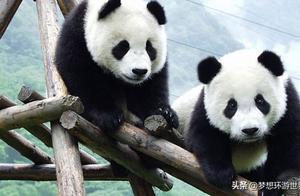 Where to See Giant Pandas? Not Just Sichuan Chengdu, Gansu Also Has a Key Protection Zone