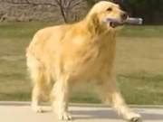 Do Dogs Have a Second Job? This Golden Retriever 'Doesn't Pursue a Proper Profession' and Starts Delivering Newspapers as a Side Hustle!