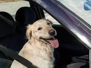 Warning to Car Owners in Yantai! It's Illegal to Have No One in the Passenger Seat in Certain Situations!