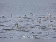 28 Critically Endangered Spoon-billed Sandpipers Discovered in Guangdong