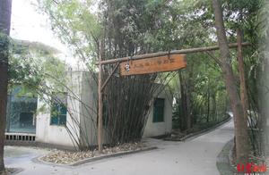14th Panda Pavilion Upgrade Completed, ‘Pavilion of Living Fossils’ to Open to the Public