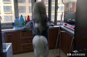 Alaska Also Put in Effort, But Refused to Be Served Hot Pot, Only Watching with Drool