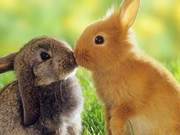 How to Raise Baby Rabbits: Do You Know These Experiences? Learn Together