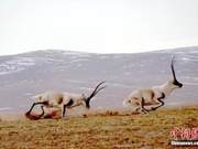 Initial Effectiveness of Ecological Protection Emerges in Qinghai's Three Rivers Source Area