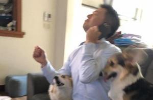 Colleagues Came Over for Dinner, But the Corgis Rushed to Surround Him When the Phone Rang