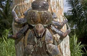 The Largest Crab in the World: Weighing Up to 6000 Grams and Easily Cracking Open Coconuts