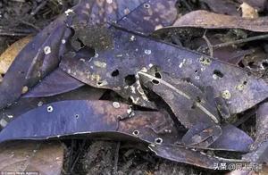It's fine to be at home, let's share some fun and amazing camouflage masters.
