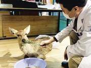 Injured Deer Undergoes Amputation Surgery