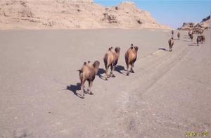Central Media View on Gansu: Large Groups of Wild Camels Frequently Appear in Dunhuang West Lake Nature Reserve; First Time Capturing Desert Cats in Desert