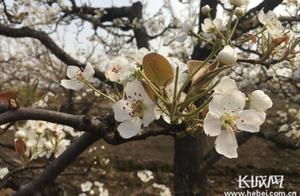 Hebei Ningjin: Ten Thousand Acres of Pear Orchards Welcome Spring – Fragrant Blossoms Entice Visitors