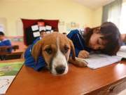 Is the Desk Partner a Dog? Stray Dog Not Only Attends Class with Students but Also Wears Custom School Uniform
