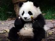 Do Giant Pandas Spit Out Sugar Cane Pulp When Eating?