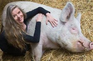 US Farm Protection Area Seeks Volunteers to Provide Services for Pigs, Including Belly Rubs and Cookie Feeding, with 100,000 Sign-Ups