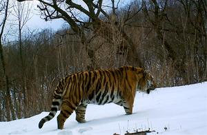 4 Wild Northeast Tigers Spotted in Luoping Taiqinggou Protection Zone, Ending the Tiger-Free Period in Little Xing’anling!