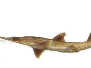 Foreign Media: Scientists Discover Two Rare Six-Gilled Sharks