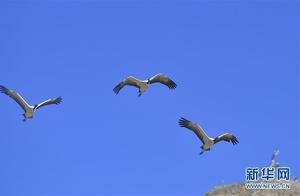 White-Necked Cranes Dance in Daying
