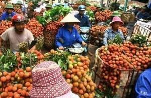 After the Departure of Chinese Tourists, a Million Tons of Fruit Rot in Vietnam Ports, Unnoticed