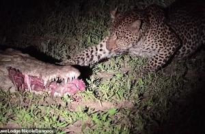 Crocodile's Mouth Grab! A Cheetah Snatchs Meat from an Alligator's Mouth in Zambia