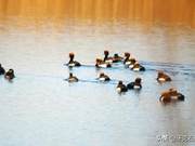 The Migratory Birds Have Returned, Spring Has Arrived