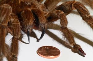 Do You Have Arachnophobia? The Giant Spider Demonstrates: I'm Ugly But I'm Very Gentle